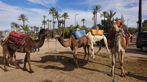 Balade en Chameau dans le Désert de Merzouga